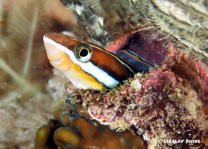 Photos macro plateaus in Nosy Be